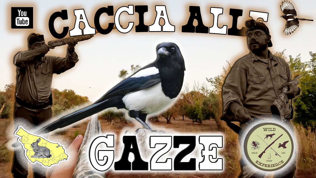 CACCIA alle GAZZE in PUGLIA * CONTENIMENTO NOCIVI * facciamo un po' di PULIZIA - MAGPIE HUNTING - 4K
