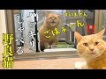 何回聞いてもハッキリしゃべる強烈キャラの野良猫を保護すると誓いました！
