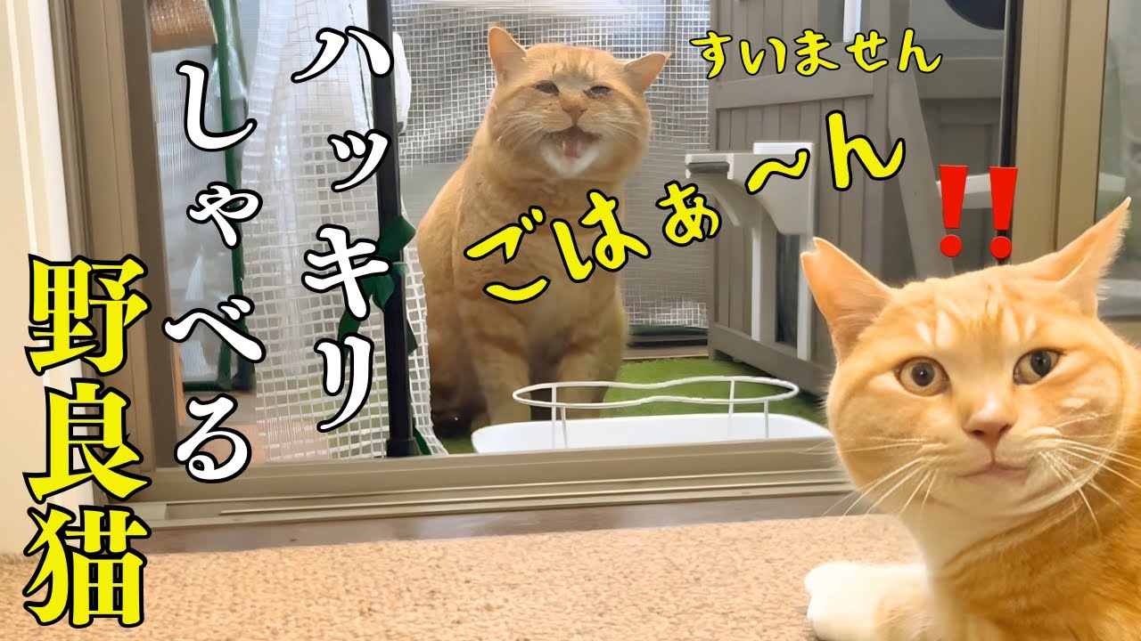 STRAY☆CATです。 I vowed to protect this stray cat with a strong personality who