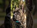 The BRUTAL Reason Cane Corsos Have Cropped Ears #canecorso #petcare  #facts #dog #animals #wildlife