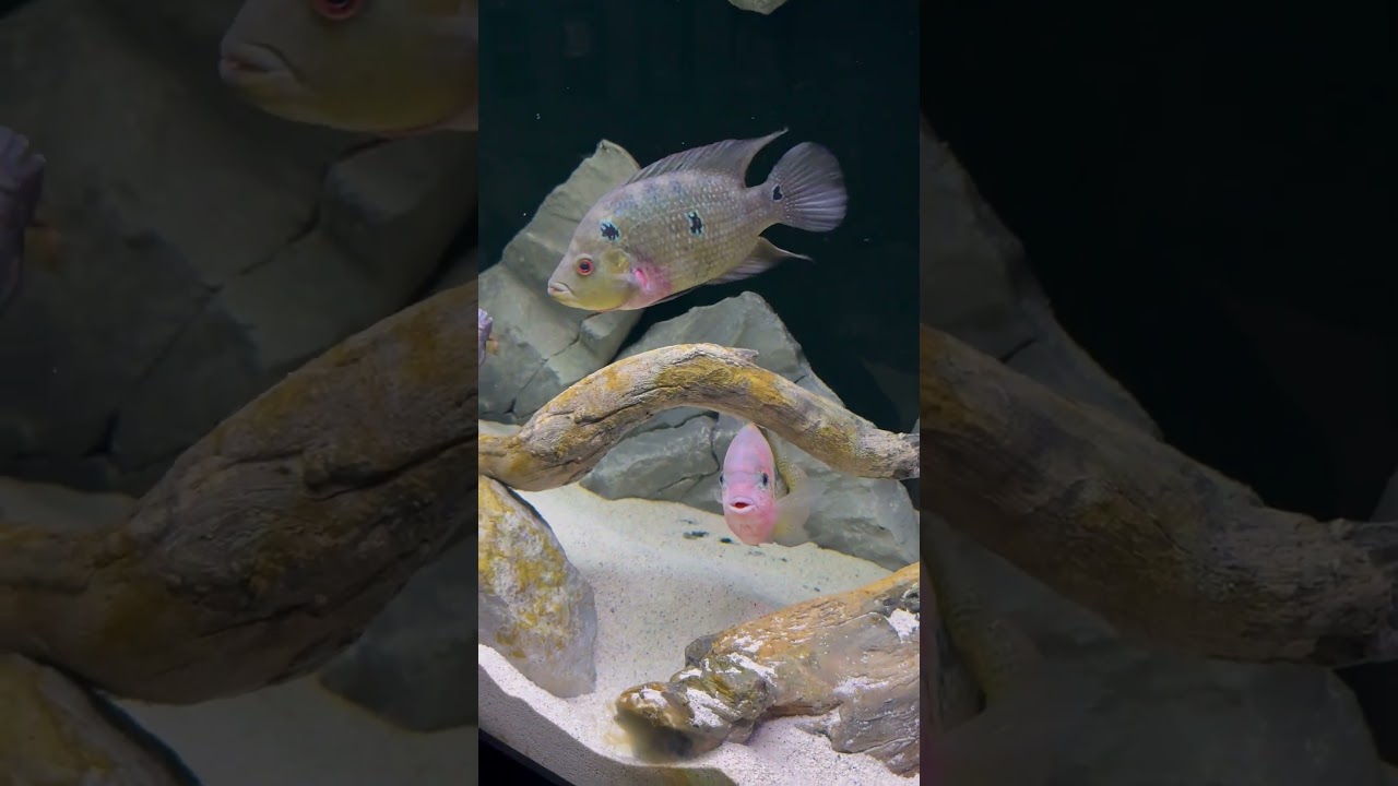 220g Central American Cichlid Tank