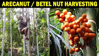 ARECANUT HARVESTING | Betel nut / Areca nut Farming