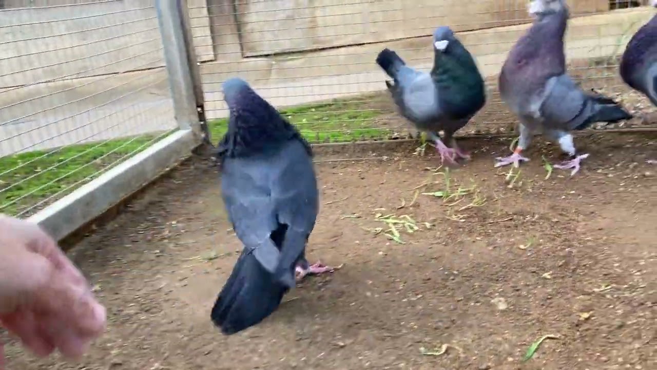 Machos moraos cria 2025 - A.CAPON (Buchon Laudino Sevillano)