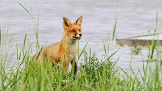 The Surprising Story of Urban Wildlife | City Safari