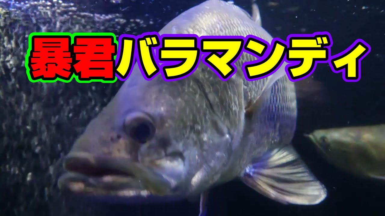 【水槽部屋】バラマンディ購入から8カ月までの成長記録‼成長速度ヤバイだろ　＃tropicalfish