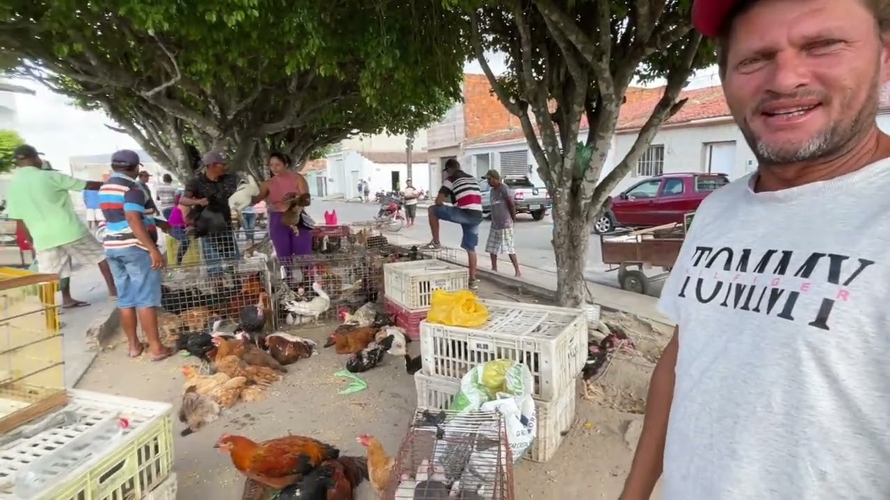FEIRA DAS GALINHAS EM SÃO JOSÉ DA TAPERA - AL 17 - 01 - 2026 