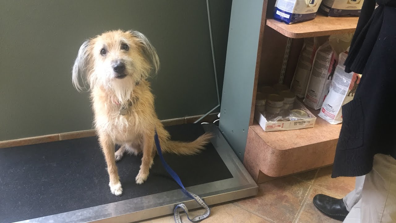 How to train a terrier mix dog