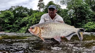 PESCARIA COMEÇOU COM TRAIRÃO NA VARA DE BAMBU E DEPOIS SÓ MATRINXÃ GIGANTE.