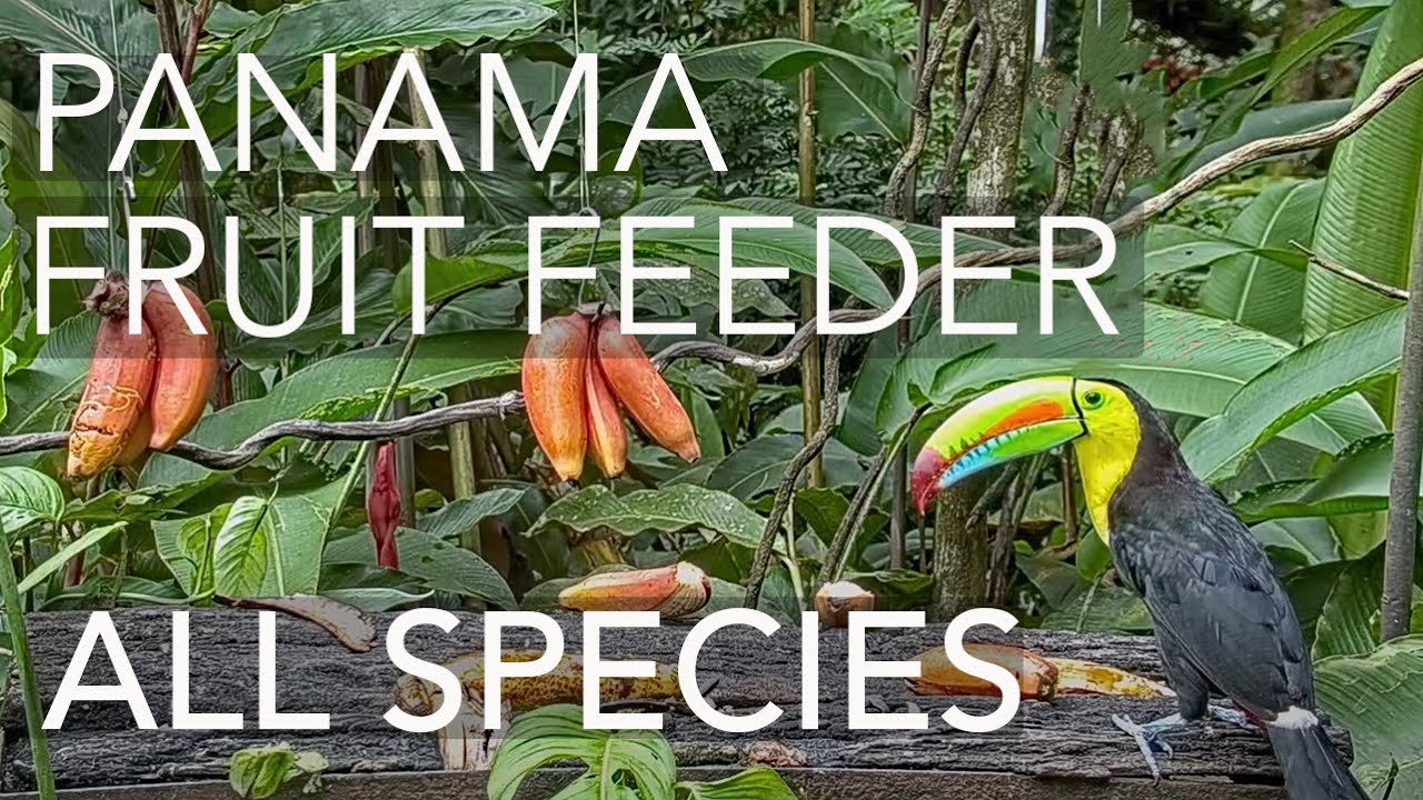 Panama Fruit Feeder All Species Compilation Oct. 28, 2021 YouTube