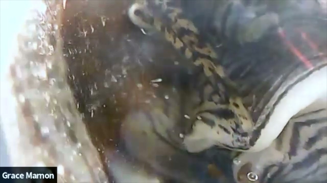 Renicola roscovita Shedding from Littorina littorea