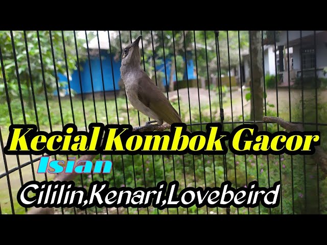 Kecial Kombok Full Isian Kenari Cililin Lovebird class=