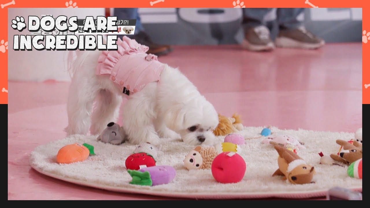 Tofu the genius memorized the names of 80 dolls (Dogs are incredible