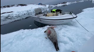 Seal Hunting | March seals