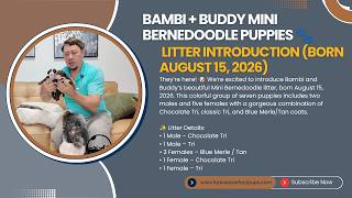 Bambi + Buddy Mini Bernedoodle Puppies 🐾 | Litter Introduction (Born August 15, 2026)