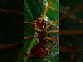 The Secret Life of Ants 🐜 | Tiny but Powerful! #Shorts