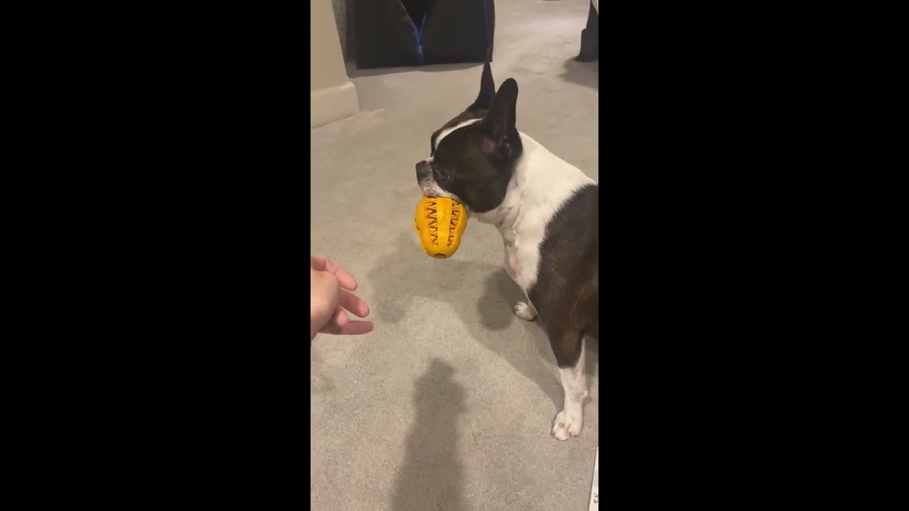 Oxyfresh Dog Chew Toy for Clean Teeth – Real Results & Honest Opinion 