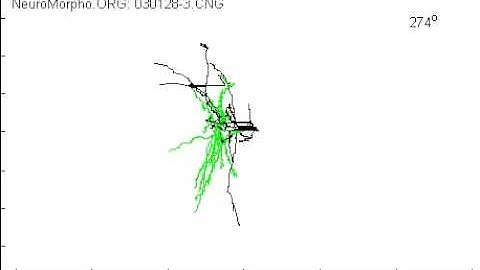 Animation of a 3D Martinotti neuron segmentation