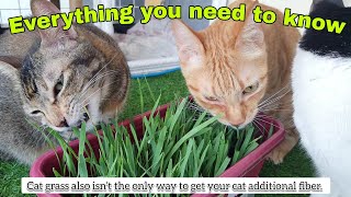Cat Grass and It's Benefits | Why Cat Grass is Essential for Your Feline Friend's Well-Being by Cats Life PH 165 views 2 months ago 3 minutes, 40 seconds