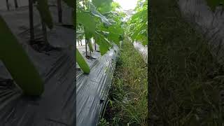 Buah Perdana  Terong Hijau Varietas Hijau Kuat#shorts #pertanian #trending