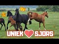 Whether or not another foal with Queen👑Uniek | Friesian Horses