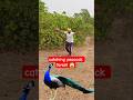 Forest में Peacock पकड़ने का Amazing तरीका | Rare Peacock Catching Video #birds #youtubeshorts #yt