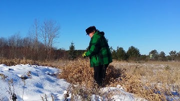 Weasel trapping with boxes