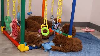 Blue Diamond Kara F1b Cavapoo Litter 3