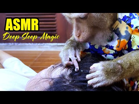 Soothing Monkey Grooming ASMR | Calming Gentle Sounds for Deep Sleep