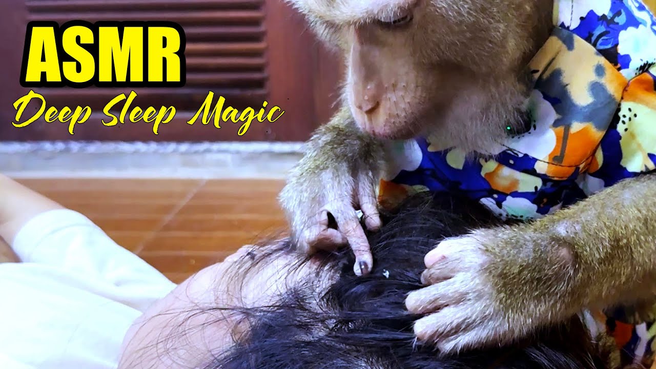 Soothing Monkey Grooming ASMR | Calming Gentle Sounds for Deep Sleep