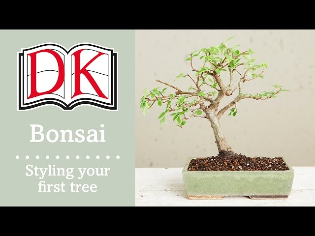 lego botanical bonsai LEGO LEGO Botanicals Japanese Red Maple Bonsai Tree 10348 – Good's Store  Online main image 0