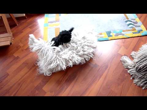 Wildes Wohnzimmer