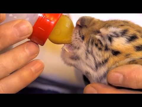 Vidéo: Comment Faire Un Bébé Tigre