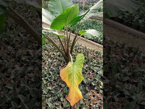 انواع بابا آدم