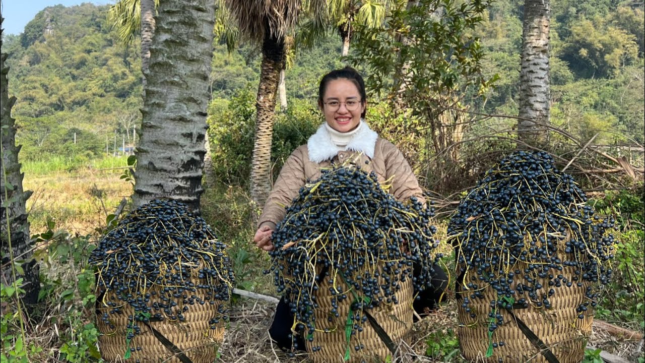 Harvesting bird's egg palm fruit to sell at the market. Taking care of pets