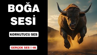 Gerçek Boğa Sesleri | Yüksek Kalite | Korkutucu Boğa Sesi Deneyimi! | 4K