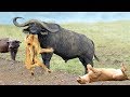 OH MY GOD! Unbelievable, The God can't help Stupid Lion Escape The Power Of Buffalo