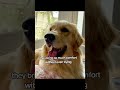 coming home to my dogdogs really t make a hot#doglover #BetterWild #dogmom #dogsoftiktok #ad