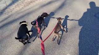 3 Dogs 1 Hand Made Easy Leashwalking Patterdale Terriers