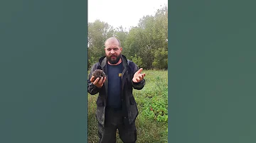 Чем опасен обычный ёжик