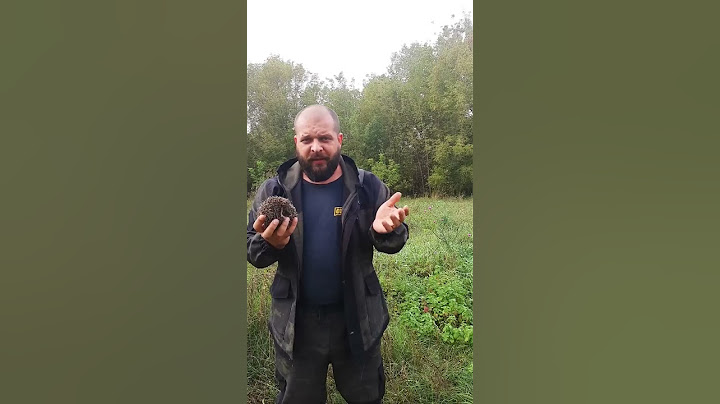 Чем опасен обычный ёжик