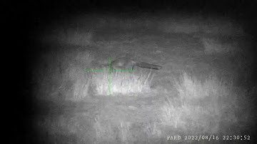 Pard NV008S LRF - First fox shot with Pard at 70m