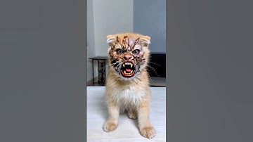 Ice Cream Dilemma: Daughter or Zombie Cat? 🍦💥 #icecream #cat