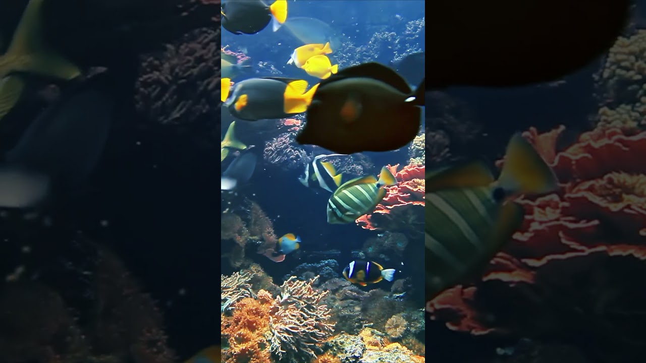 Coloring fish underwater || Underwater Vista