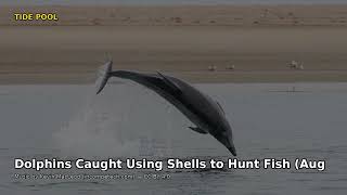 Dolphins Caught Using Shells to Hunt Fish 🐬 (Aug 2026 Discovery) — Ocean Harp Lo-fi Mix