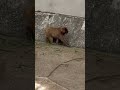 くれぐれも間違えないで！こちらが本物のパンチくんです。Don’t get it wrong—this is the real Punch #punch #monkey