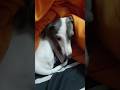 My friend Mr. Long-Legs #grayhound #iggydog #puppy #iggylife #pets
