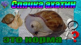 Неактивное состояние (спячка) гигантской улитки ахатина (Achatina immaculata - Ахатина Иммакулята) Неактивное состояние (спячка) гигантской улитки ахатина (Achatina immaculata - Ахатина Иммакулята)