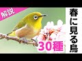 超入門!春に見る鳥30種【解説】
