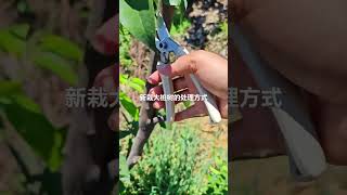 #我要上热门 #专业的事情交给专业人去做 栽大树必须剪关有利于根系生长#现场实拍 #抖音助农 #关注我每天为你分享更多农业知识 #我要上热门 #专业的事情交给专业人去做 栽大树必须剪关有利于根系生长#现场实拍 #抖音助农 #关注我每天为你分享更多农业知识