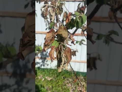 На яблоне вянут листья, что делать? Ответ эксперта